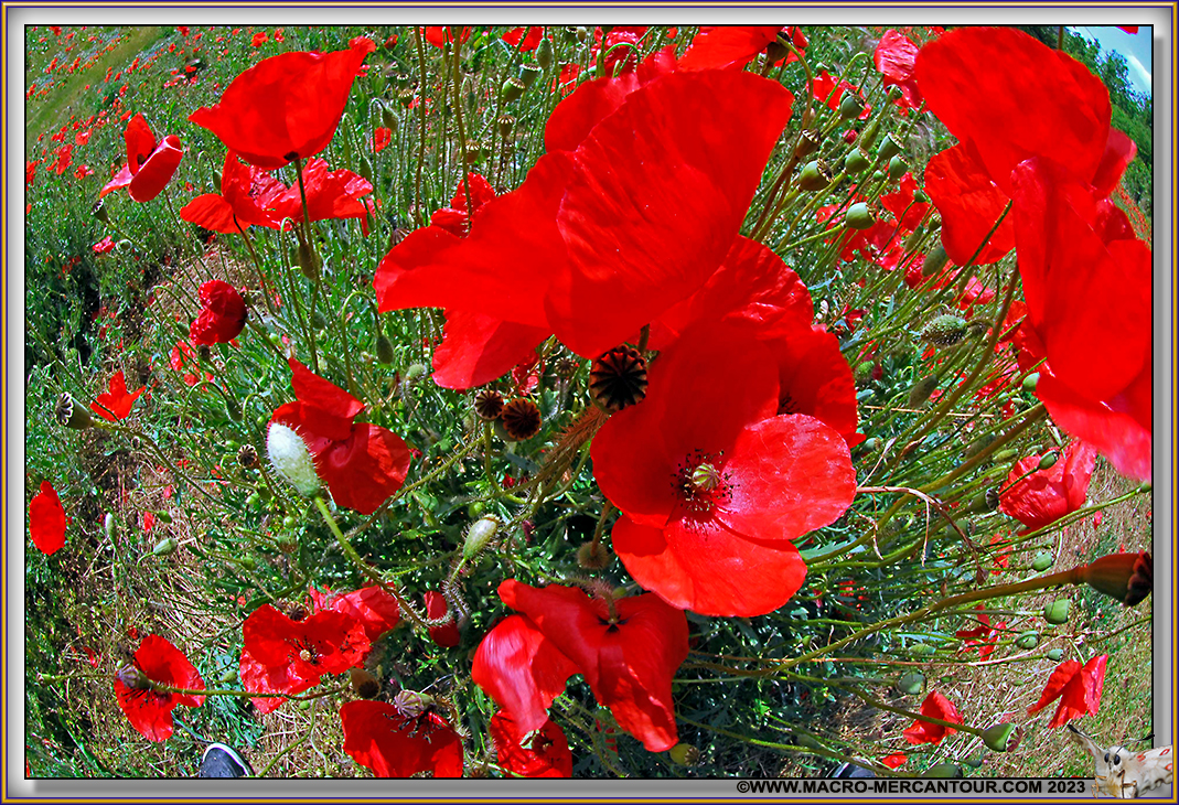 Coquelicots